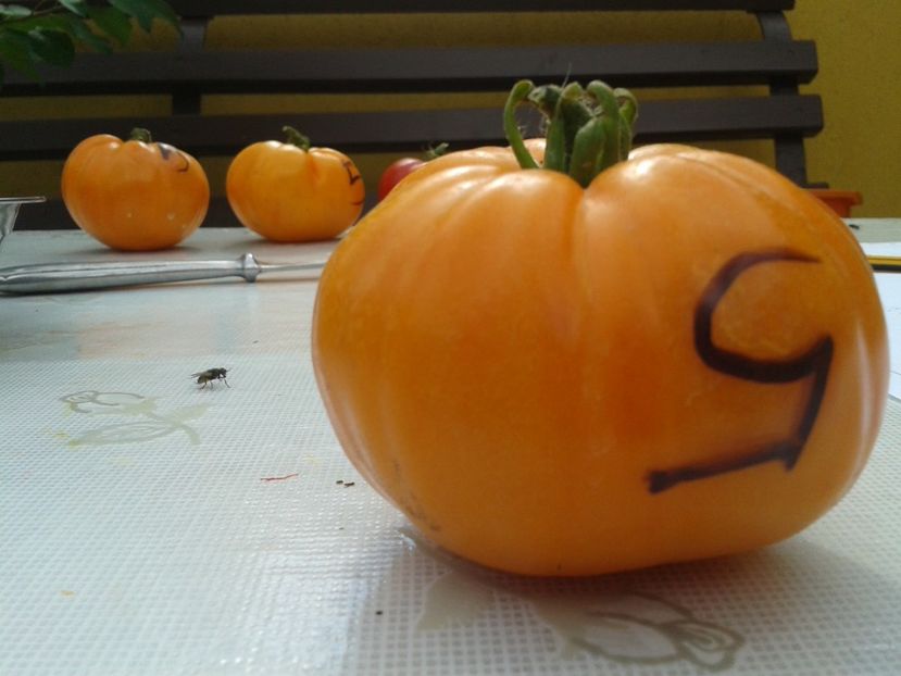  - Colectare seminte 12 august 2016