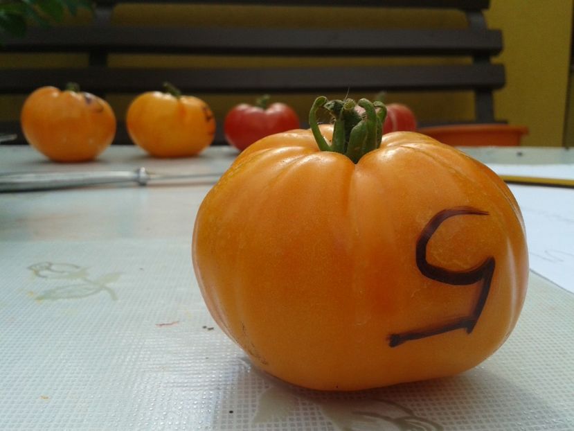  - Colectare seminte 12 august 2016