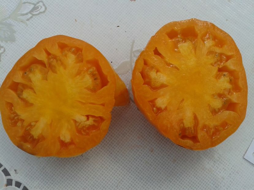  - Colectare seminte 12 august 2016