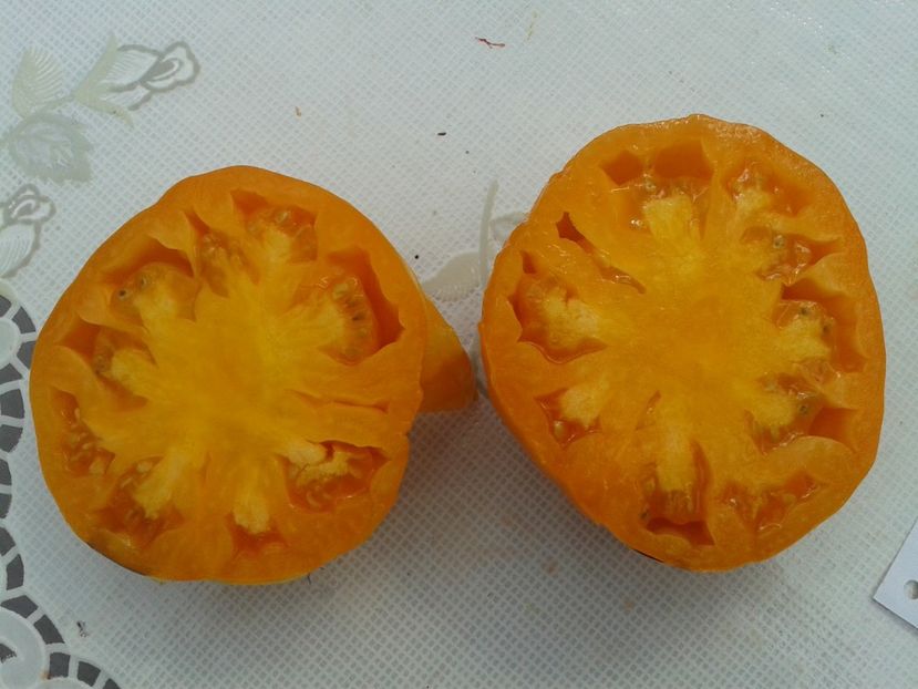  - Colectare seminte 12 august 2016