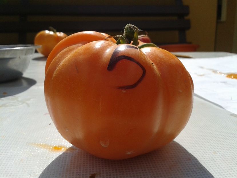  - Colectare seminte 12 august 2016