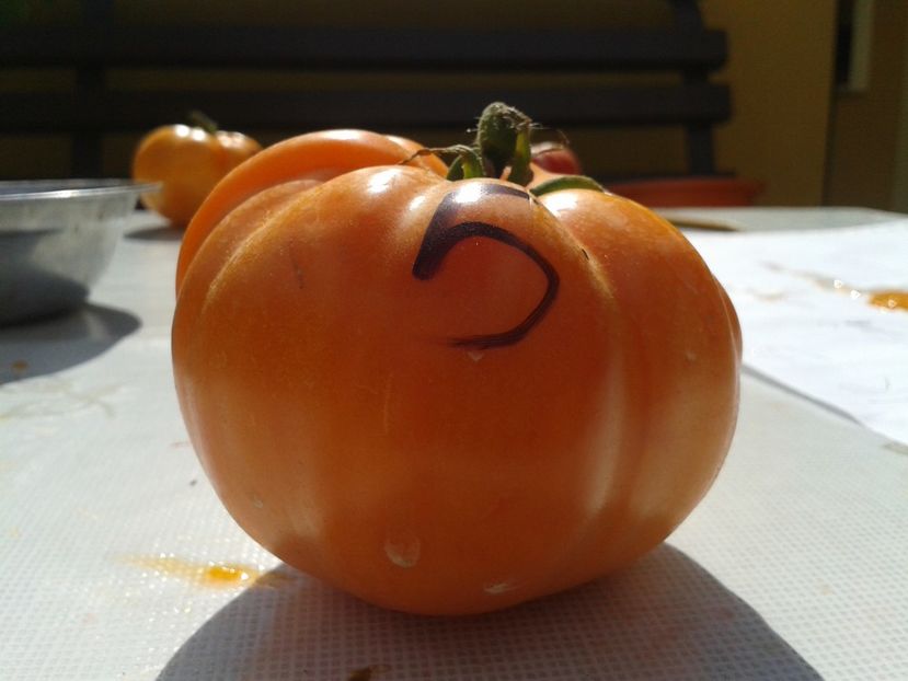  - Colectare seminte 12 august 2016