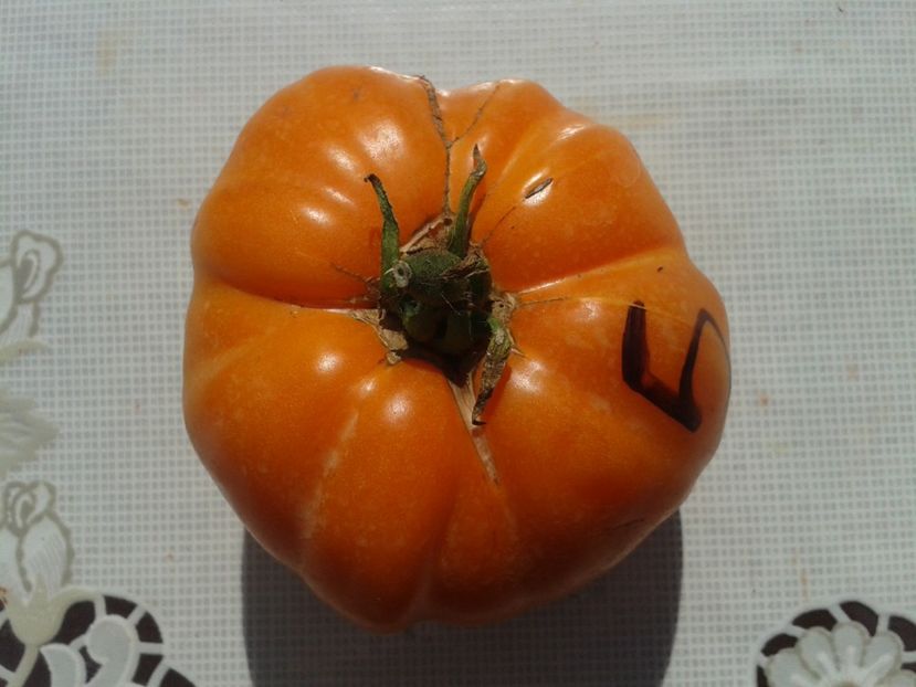  - Colectare seminte 12 august 2016