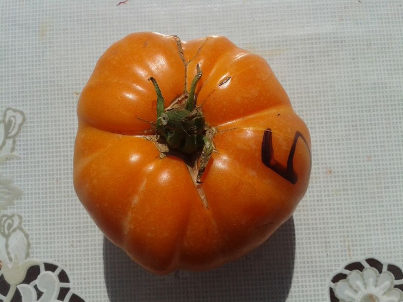  - Colectare seminte 12 august 2016