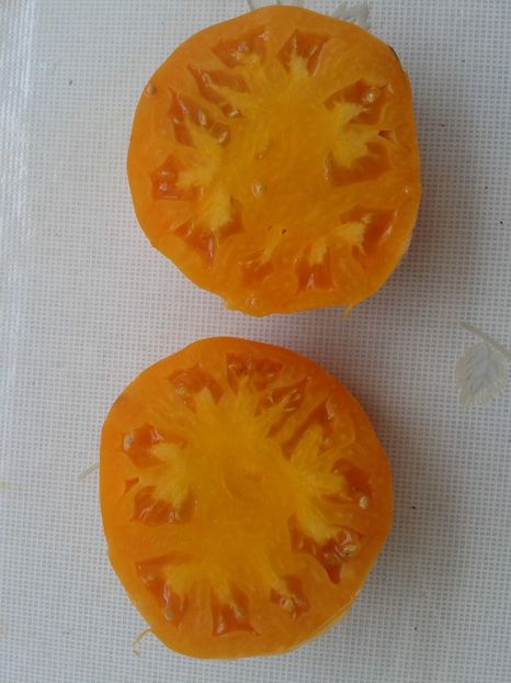  - Colectare seminte 12 august 2016