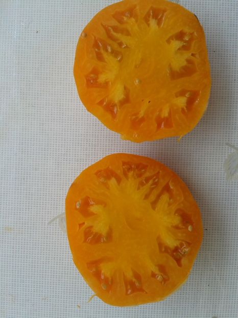  - Colectare seminte 12 august 2016