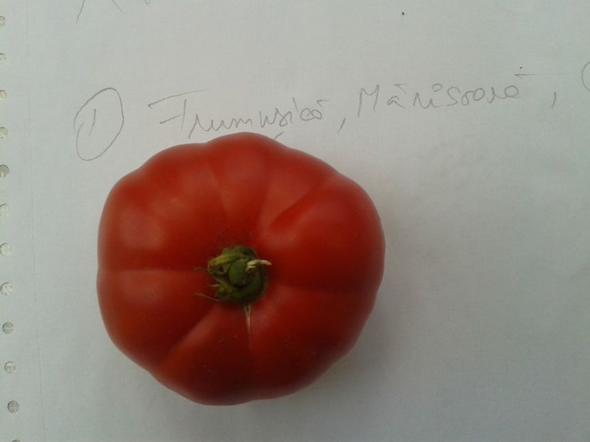  - Colectare seminte 12 august 2016