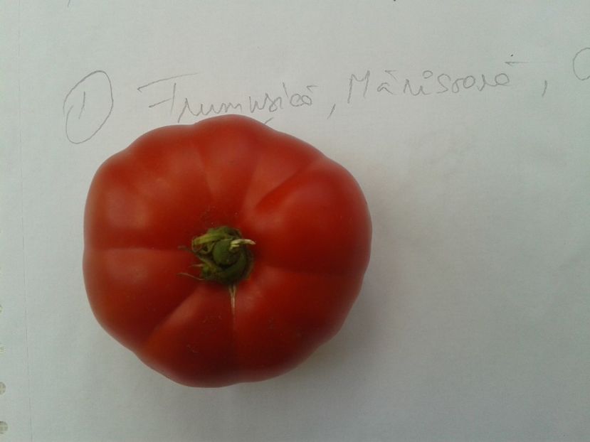  - Colectare seminte 12 august 2016