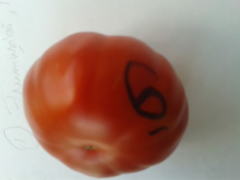  - Colectare seminte 12 august 2016