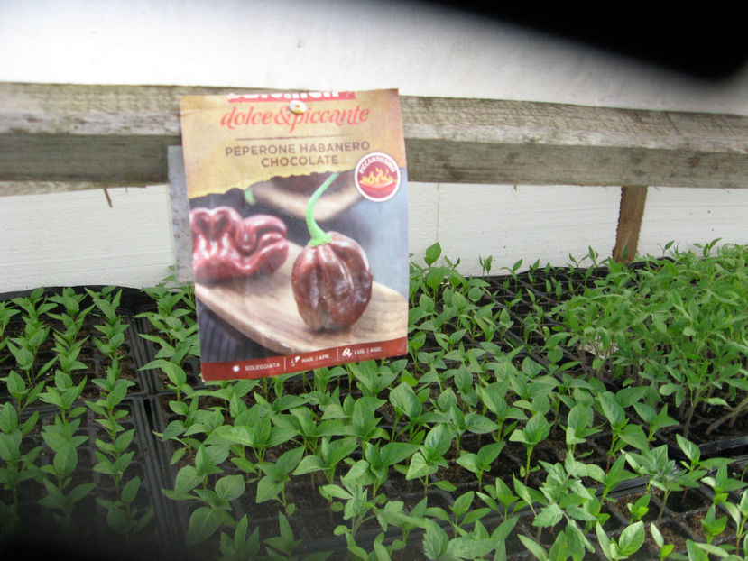 ardei Habanero chocolate - Rasad de ardei iute si foarte iute