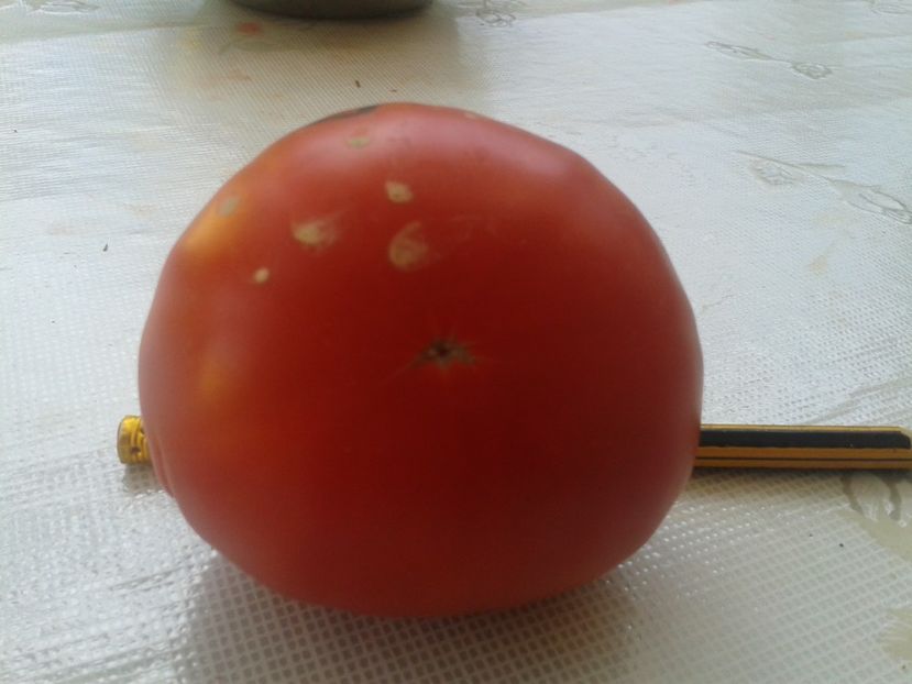  - Colectare seminte 12 august 2016