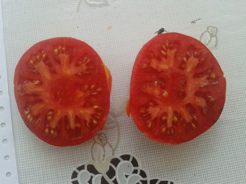  - Colectare seminte 12 august 2016