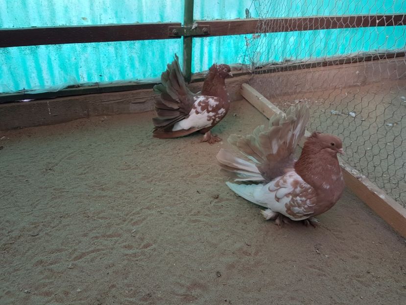  - 1 - VOLTATI INDIENI