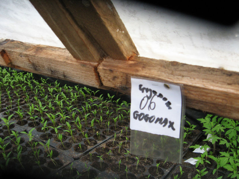 gogosar - Imagini 22 martie 2017