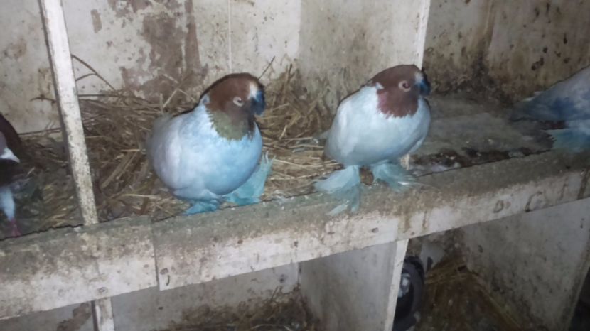 Cucuadrian, - jdb 2017