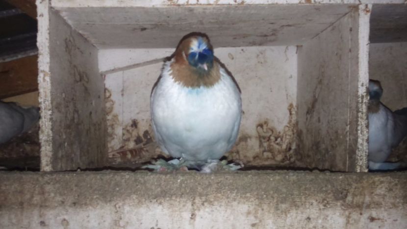 F, cucuadrian - jdb 2017