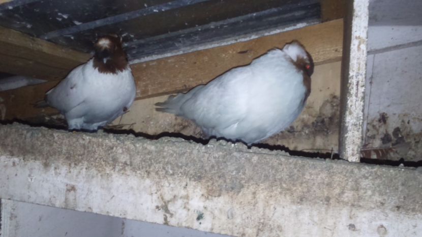 F,  ukas_ M costy83 - jdb 2017