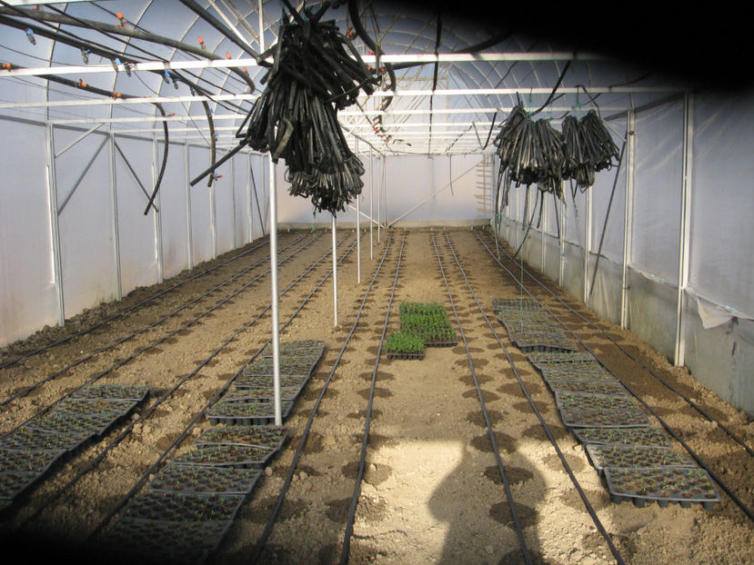 pregatit inainte de plantat - Imagini 22 martie 2017