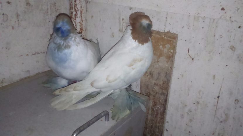 M,  cucuadrian, F, vika - jdb 2017