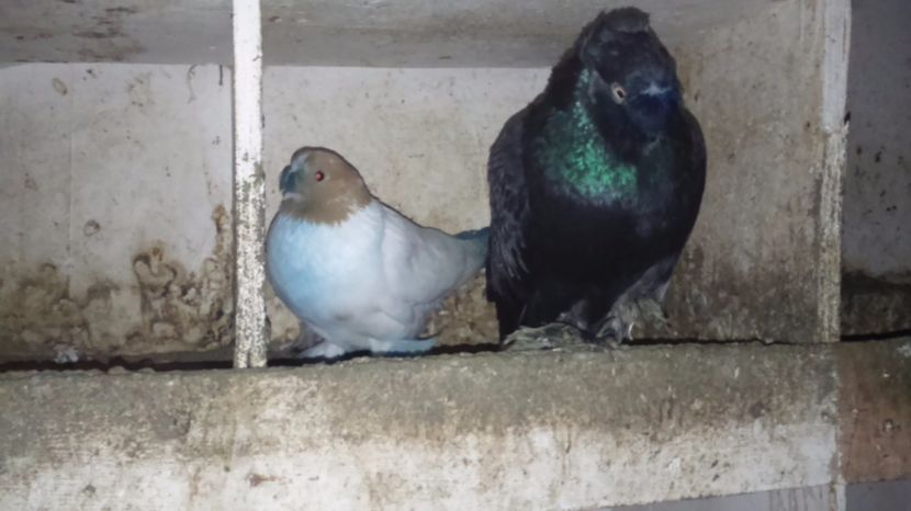 F, Marinleonard_ M negru_ukas - jdb 2017