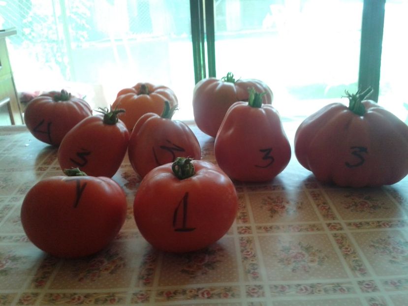  - Colectare seminte 16 august 2016