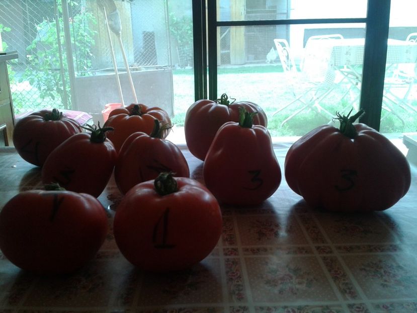  - Colectare seminte 16 august 2016