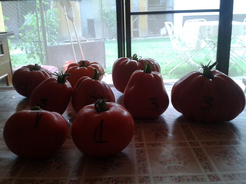  - Colectare seminte 16 august 2016