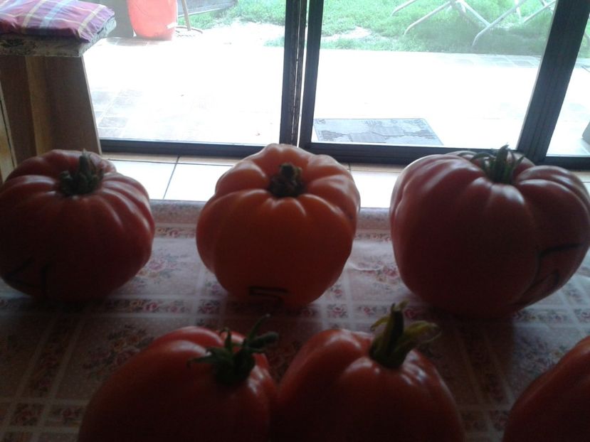  - Colectare seminte 16 august 2016