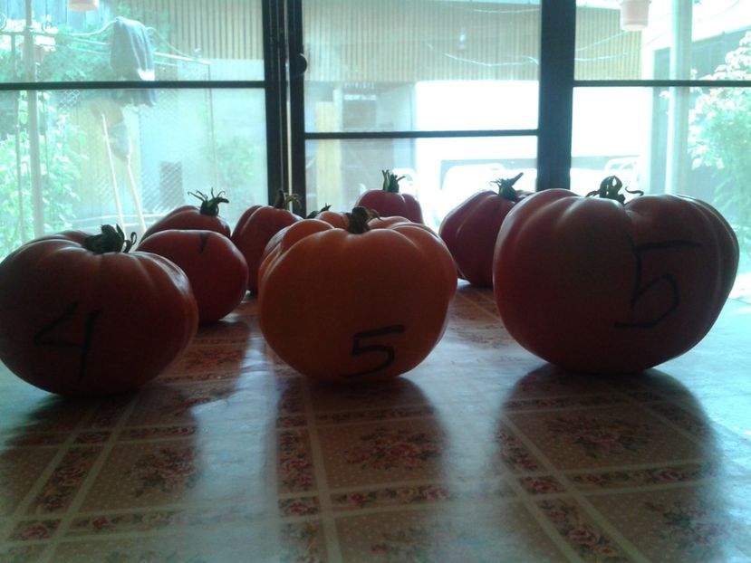  - Colectare seminte 16 august 2016