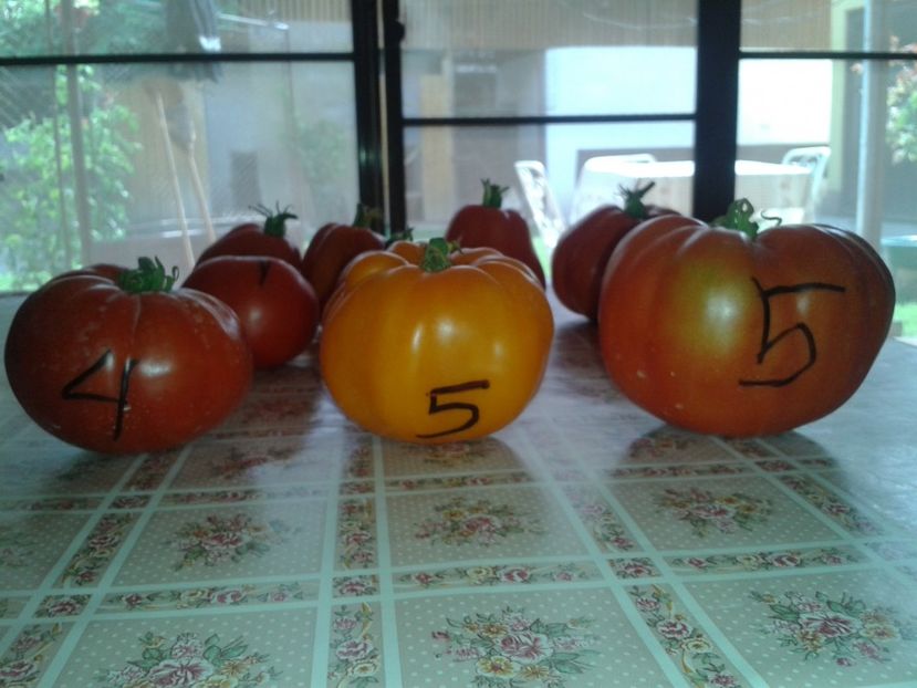  - Colectare seminte 16 august 2016