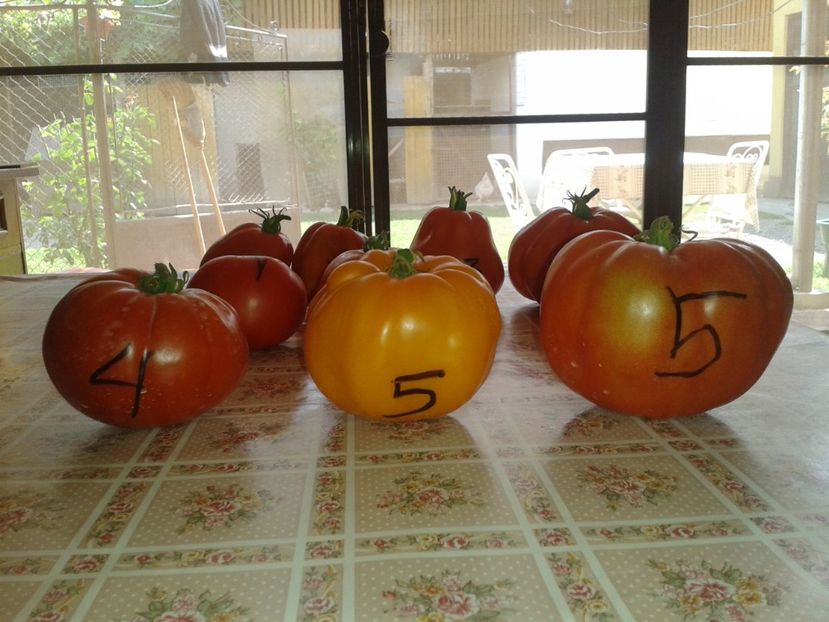  - Colectare seminte 16 august 2016