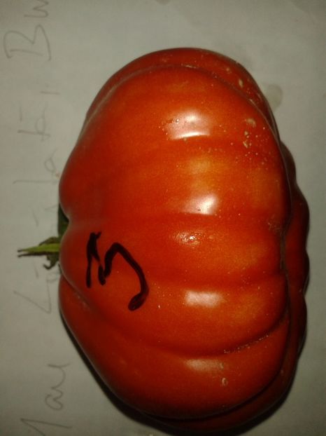  - Colectare seminte 16 august 2016