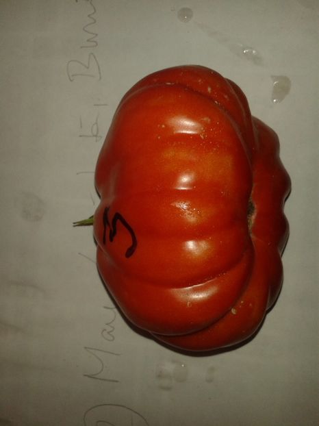  - Colectare seminte 16 august 2016