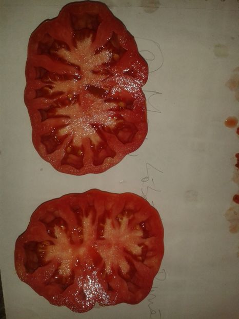  - Colectare seminte 16 august 2016