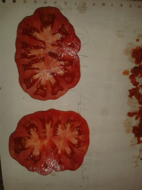  - Colectare seminte 16 august 2016