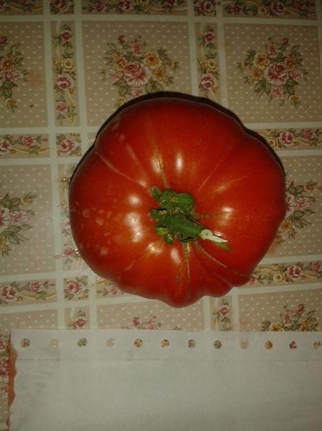  - Colectare seminte 16 august 2016