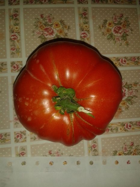  - Colectare seminte 16 august 2016