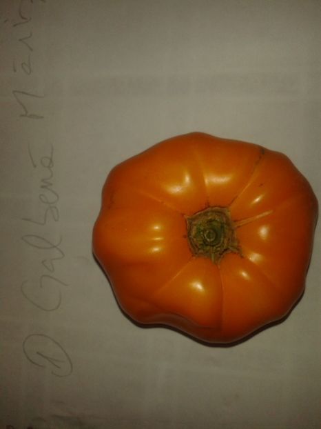  - Colectare seminte 16 august 2016