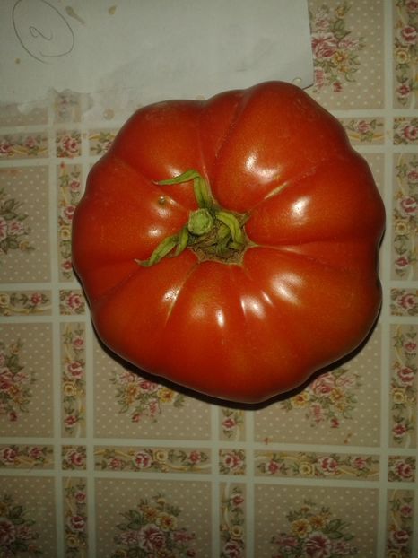  - Colectare seminte 16 august 2016