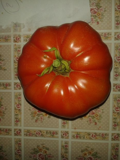  - Colectare seminte 16 august 2016