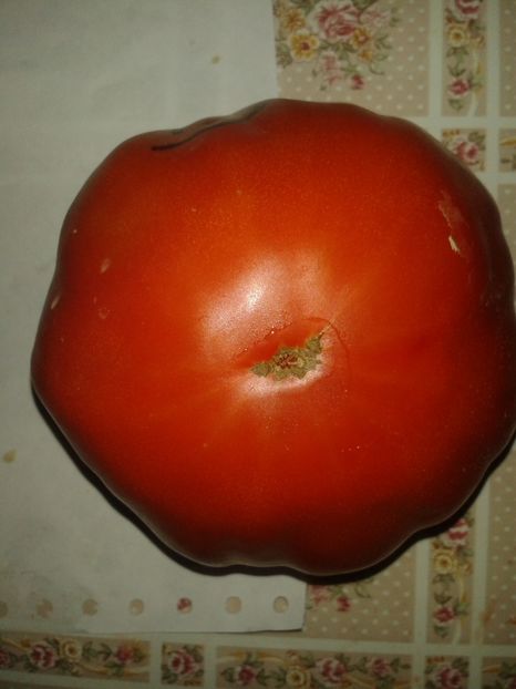  - Colectare seminte 16 august 2016