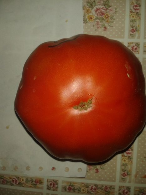  - Colectare seminte 16 august 2016