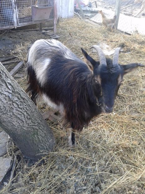 Fotografie0678 firuta (1) - c--- caprita firuta fatata in 28 02 2015