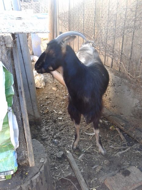 Fotografie0903 firuta (1) - c--- caprita firuta fatata in 28 02 2015