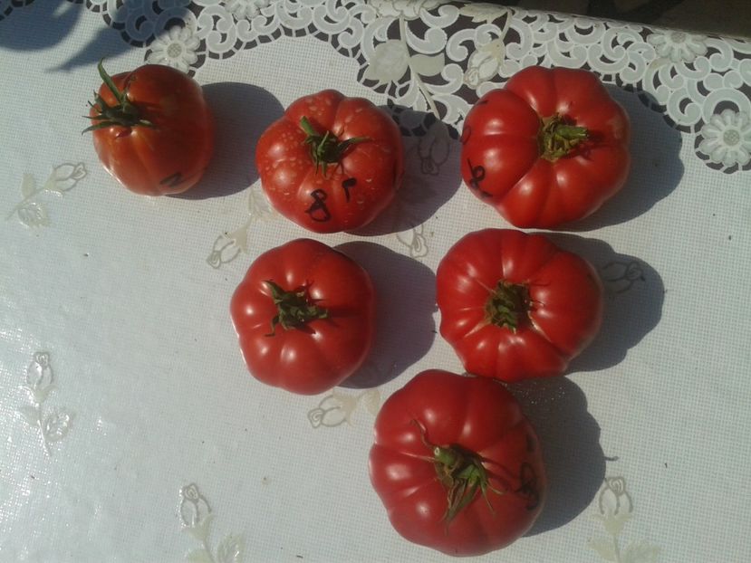  - Colectare seminte 17 august 2016