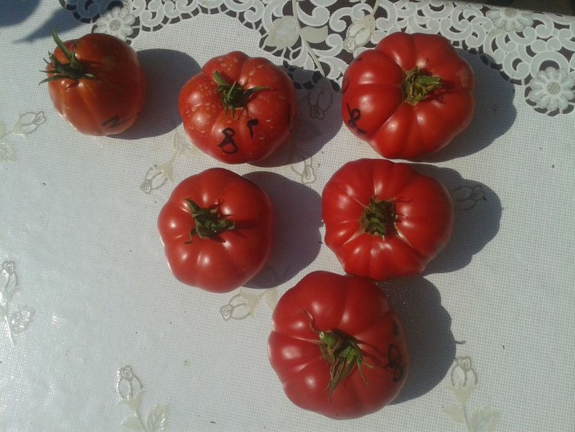  - Colectare seminte 17 august 2016