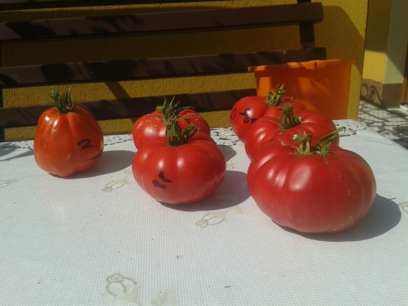  - Colectare seminte 17 august 2016