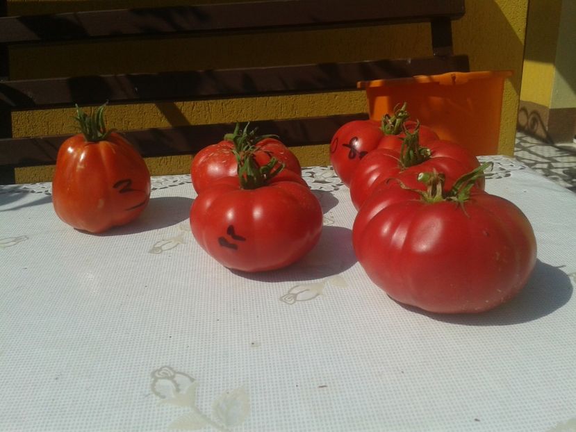  - Colectare seminte 17 august 2016