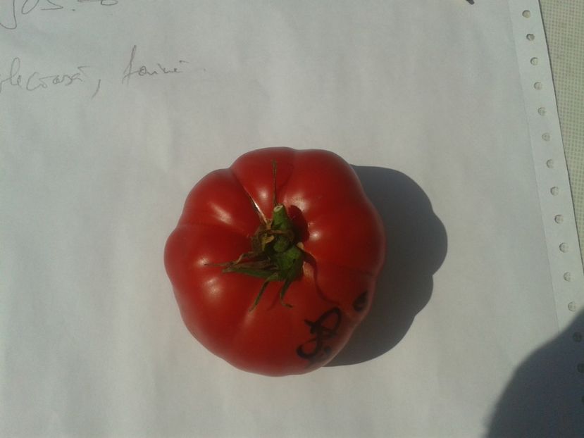  - Colectare seminte 17 august 2016