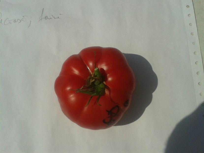  - Colectare seminte 17 august 2016